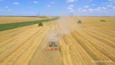 空中拍摄的联合收割机在夏季收获的麦田里收集小麦